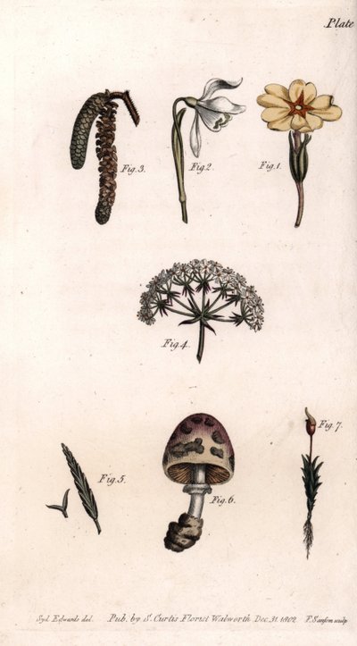 Diversi calici: primula, bucaneve, nocciolo, cicoria, erba, fungo e muschio. Incisione a rame colorata, illustrazione di Sydenham Edwards per le Conferenze di Botanica, Giardino Botanico di Lambeth (Inghilterra) da Sydenham Teast Edwards
