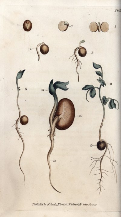 Diversi stadi di germinazione del seme di pisello e del fagiolo comune da Sydenham Teast Edwards