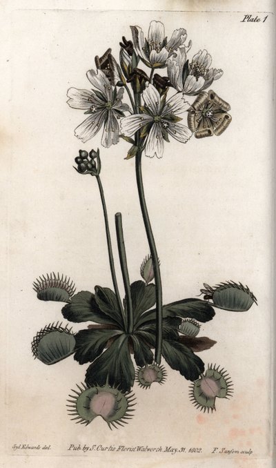 Dionea acchiappa mosche o trappola per lupi da Sydenham Teast Edwards