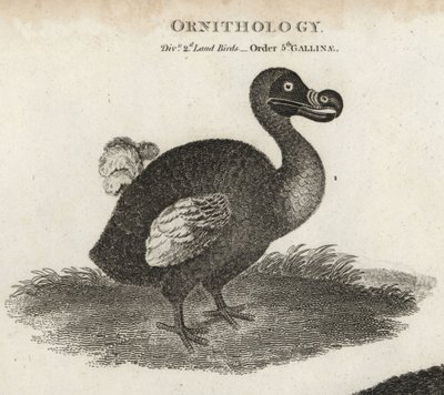 Dodo, Raphus cucullatus, uccello estinto incapace di volare da Sydenham Teast Edwards