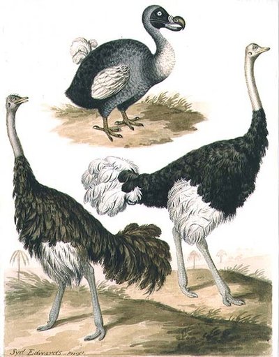 Dodo e struzzo da Sydenham Teast Edwards