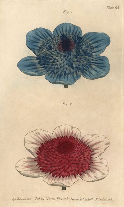 Anemone blu doppio e varietà di anemone doppio, Anemone coronaria da Sydenham Teast Edwards