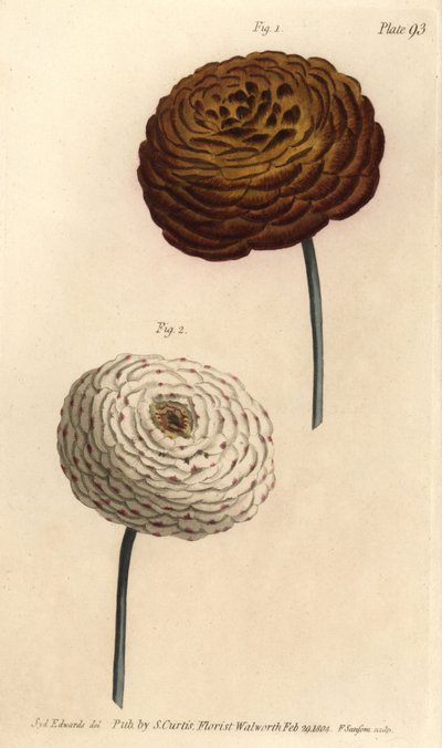 Varietà di ranuncolo doppio, Ranunculus asiaticus da Sydenham Teast Edwards