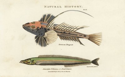 Dragonnet lyre e lancon equille - Dragonetto comune, Callionymus lyra, e anguilla di sabbia minore, Ammodytes tobianus da Sydenham Teast Edwards