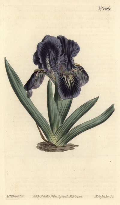 Iris nano - Iris x binata da Sydenham Teast Edwards