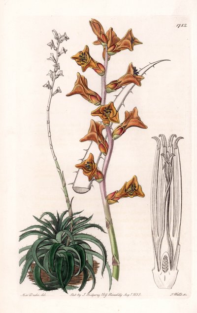Dyckia, pianta succulenta con fiori arancioni, nativa del Brasile da Sydenham Teast Edwards