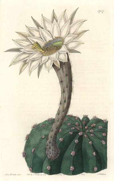 Echinocactus eyriesii, cactus fiorito, nativo del Messico da Sydenham Teast Edwards