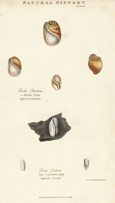 Bula elastica e bula pallida da Sydenham Teast Edwards