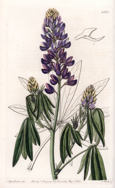 Lupino elegante, dal Messico da Sydenham Teast Edwards