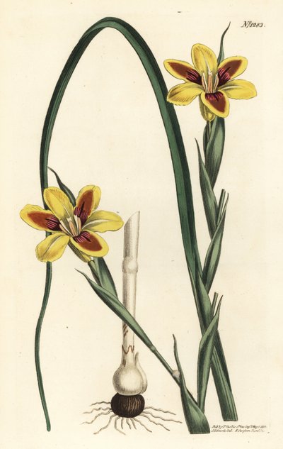 Moraea elegans da Sydenham Teast Edwards