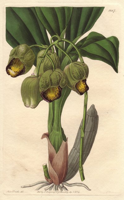Orchidea epifita, catasetum giallo pallido, nativa del Brasile da Sydenham Teast Edwards