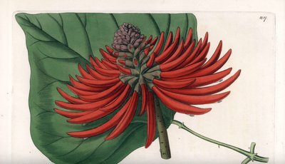 Erythrina varietà, albero di fiori rossi tropicali da Sydenham Teast Edwards