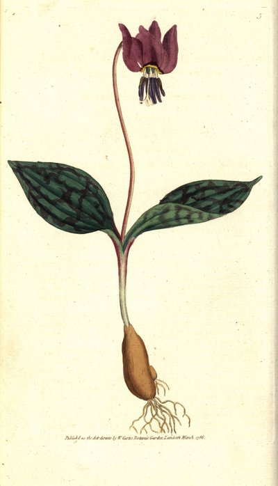 Eritronio dente di cane (o Satyrion rosso) - Violetta dente di cane, Erythronium dens-canis da Sydenham Teast Edwards