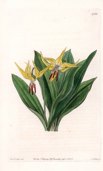 Erythrone a grandi fiori, originaria del Nord America - Tavola incisa da S. Watts, da un