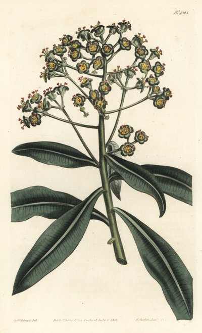 Euforbia mellifera da Sydenham Teast Edwards