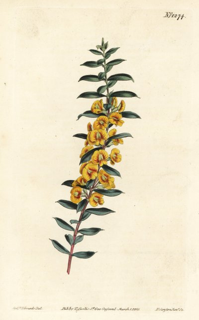 Eutaxia myrtifolia (Dillwynia obovata). Incisione a mano colorata a rame di F. Sansom Jr. da un