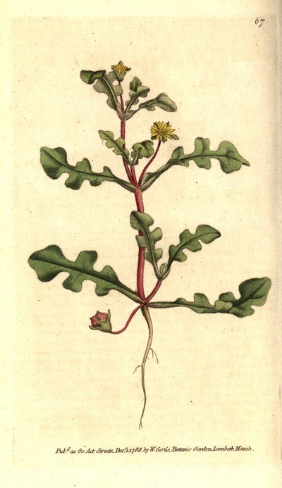 Aethephyllum pinnatifidum da Sydenham Teast Edwards