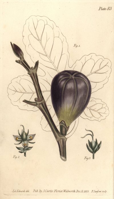 Fico, Ficus carica, Trioecia con fiori ermafroditi, maschili 2 e femminili 3 separati da Sydenham Teast Edwards