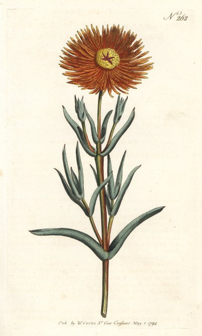 Fico marino dorato, Mesembryanthemum aureum da Sydenham Teast Edwards