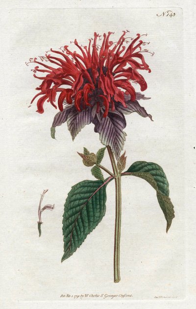 Fistula Monarde da Sydenham Teast Edwards