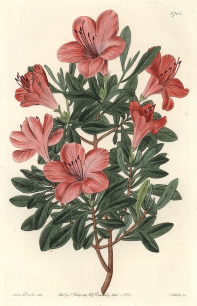 Rododendro da fiorista o azalea - S. Watts acquaforte da un