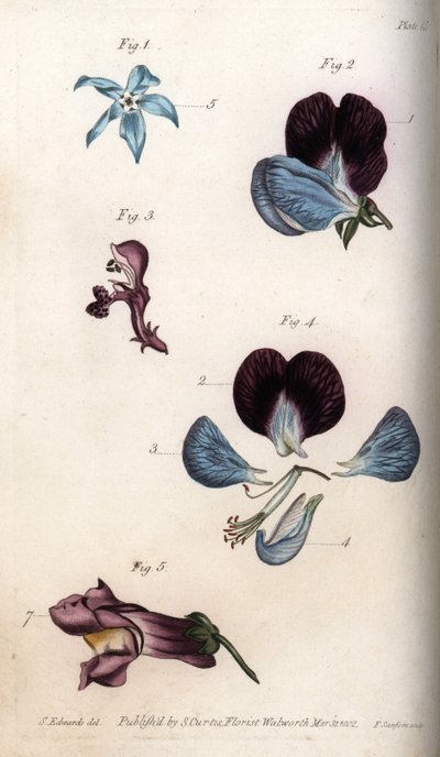 Fioritura di borragine officinale e pisello (leguminosa). Incisione a rame colorata, illustrazione di Sydenham Edwards per le Conferenze di Botanica, Giardino Botanico di Lambeth (Inghilterra) da Sydenham Teast Edwards