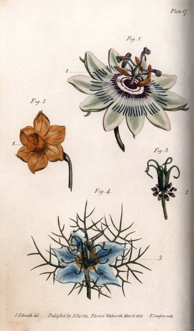 Fiori di frutto della passione o fiori della passione, narciso e nigella da Sydenham Teast Edwards