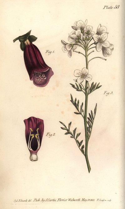 Digitale, Digitalis purpurea, Didynamia da Sydenham Teast Edwards