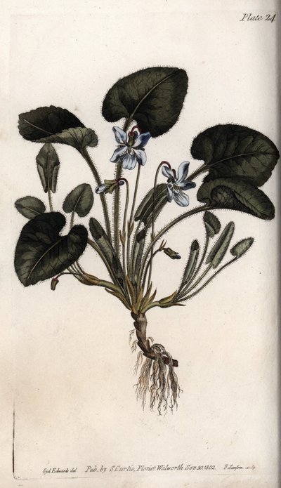 Viola odorosa (incisione colorata di Sydenham Edwards per le Conferences of Botanical, Botanical Garden of Lambeth) da Sydenham Teast Edwards