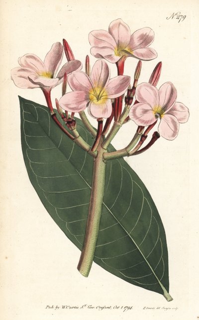 Frangipani da Sydenham Teast Edwards