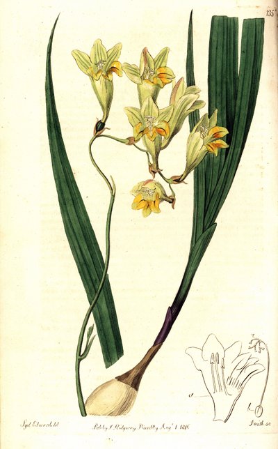 Freesia refracta (Tritonia reflexa). Incisione a mano colorata a rame di Smith da un