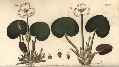 Erba ranocchia, Hydrocharis morsus-ranae, Dioecia da Sydenham Teast Edwards