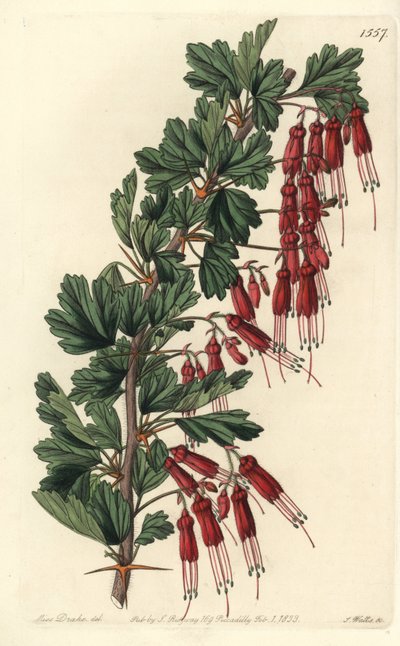 Fiore di Fucsia o Fucsia della California - Uva spina a fiori di fucsia o uva spina appariscente, Ribes speciosum da Sydenham Teast Edwards