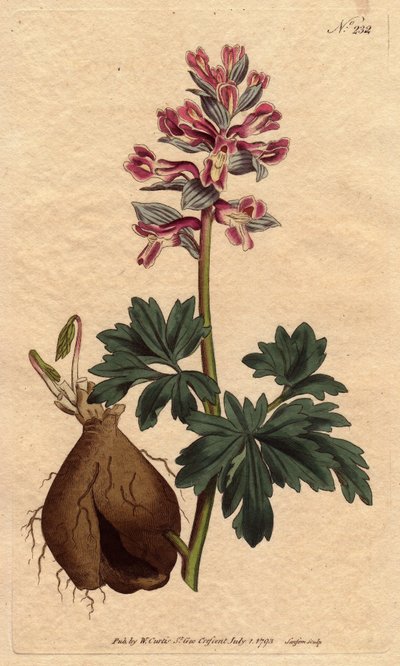 Fumaria cava, con fiori viola polverosi, nativa della Germania da Sydenham Teast Edwards
