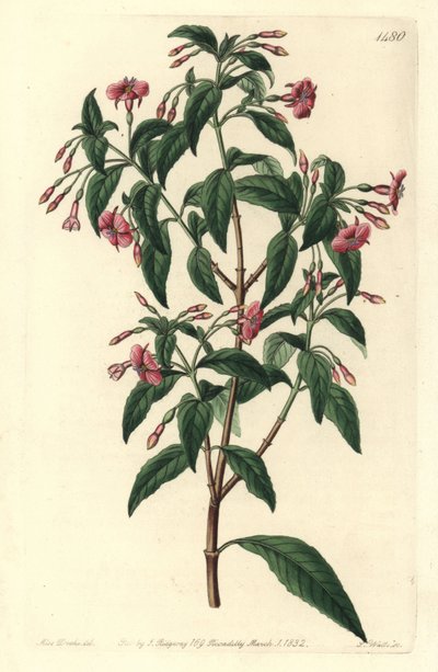 Varietà di fucsia - Fuchsia bacillaris da Sydenham Teast Edwards