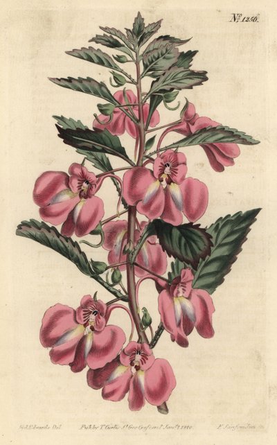 Balsamina da giardino da Sydenham Teast Edwards