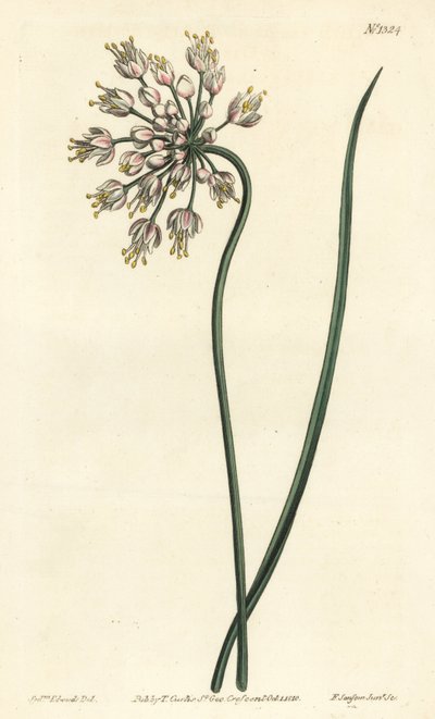 Aglio inclinato - Allium cernuum da Sydenham Teast Edwards