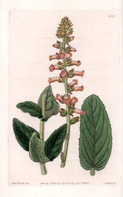 Genera Varietà da Sydenham Teast Edwards