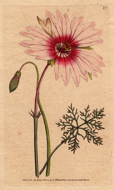 Monsonia speciosa da Sydenham Teast Edwards