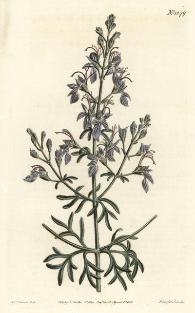 Germandrea d