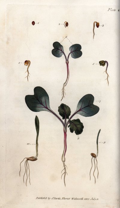 Germinazione dei semi di ravanello, grano comune e orzo comune da Sydenham Teast Edwards