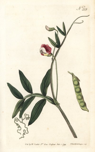 Gesse climene - Lathyrus clymenum (Lathyrus articulatus). Incisione a mano colorata a rame di Sansom da un