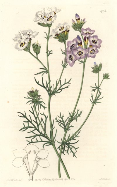 Gilia tricolor, varietà bianca e viola, nativa della California da Sydenham Teast Edwards