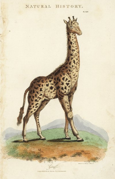 Giraffa, Giraffa camelopardalis da Sydenham Teast Edwards