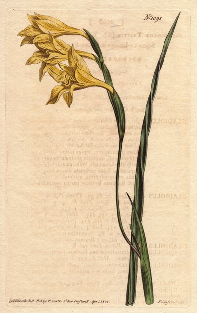 Glaieul con fiori gialli da Sydenham Teast Edwards