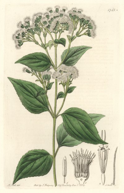 Eupatorium ghiandolare, nativo del Messico - Acquaforte di S. Watts da un