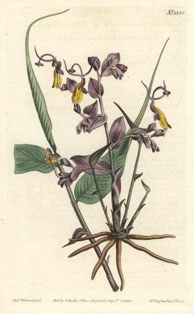 Globba radicalis (Ragazze dell