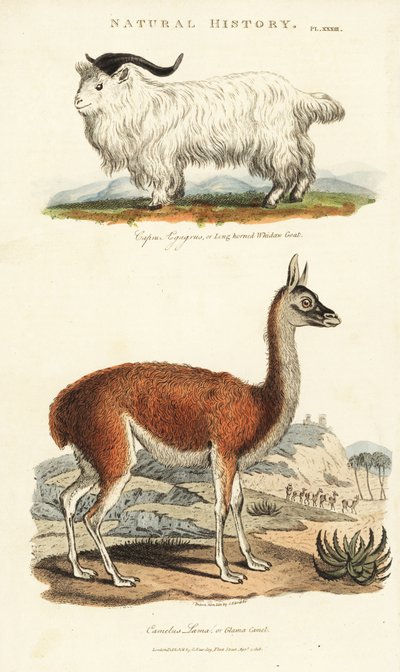 Capra e lama (capra a corna lunghe, Capra aegagrus, e lama, Lama glama) (incisione a mano colorata di Sydenham Edwards dal Pantologia di John Mason Good) da Sydenham Teast Edwards