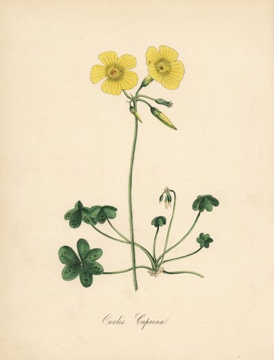 Acetosella a piede di capra, Oxalis caprina da Sydenham Teast Edwards