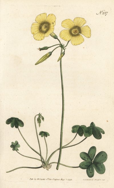 Piede di capra - Oxalis caprina da Sydenham Teast Edwards